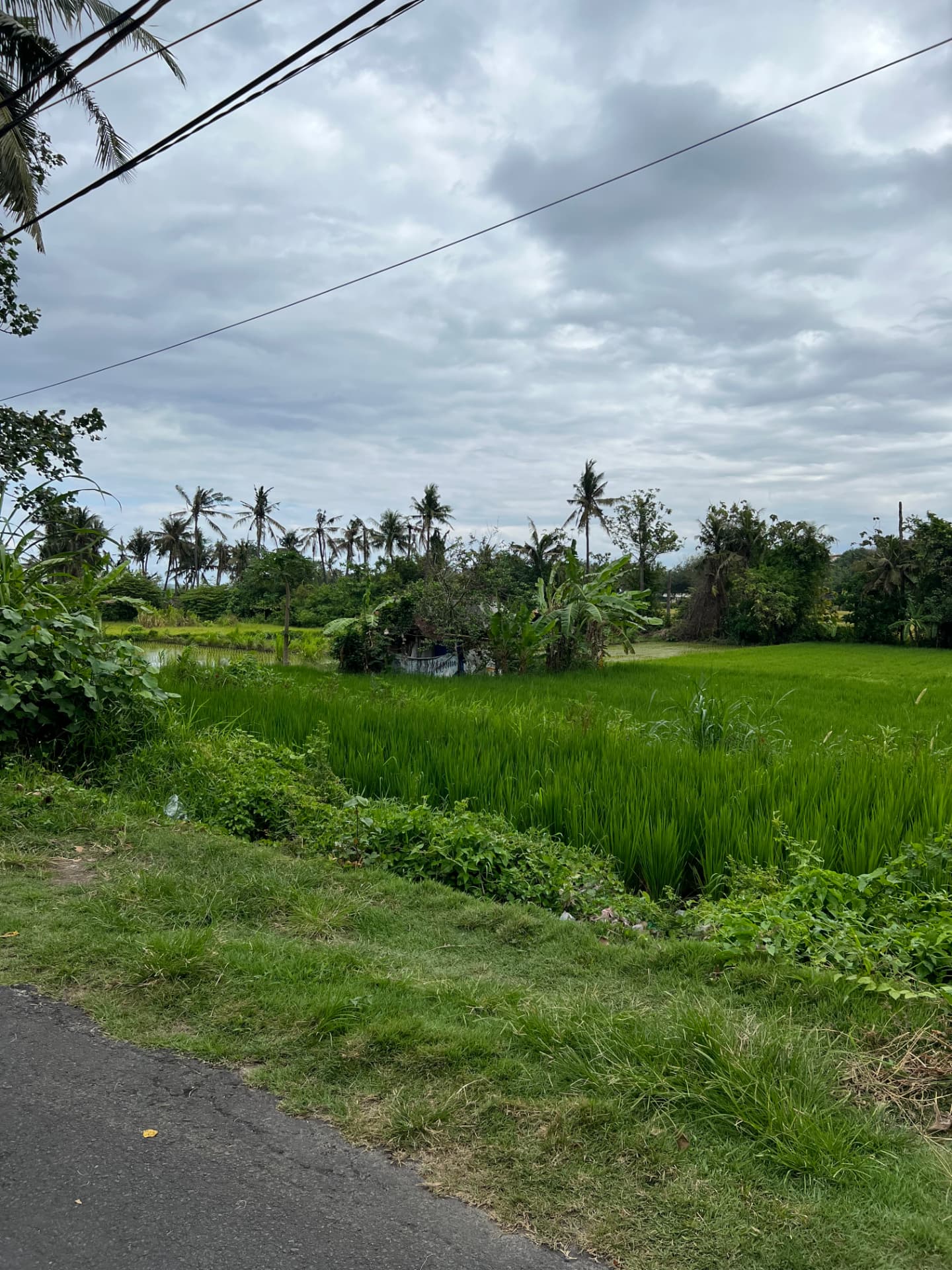 Grüne Reisfelder auf Bali