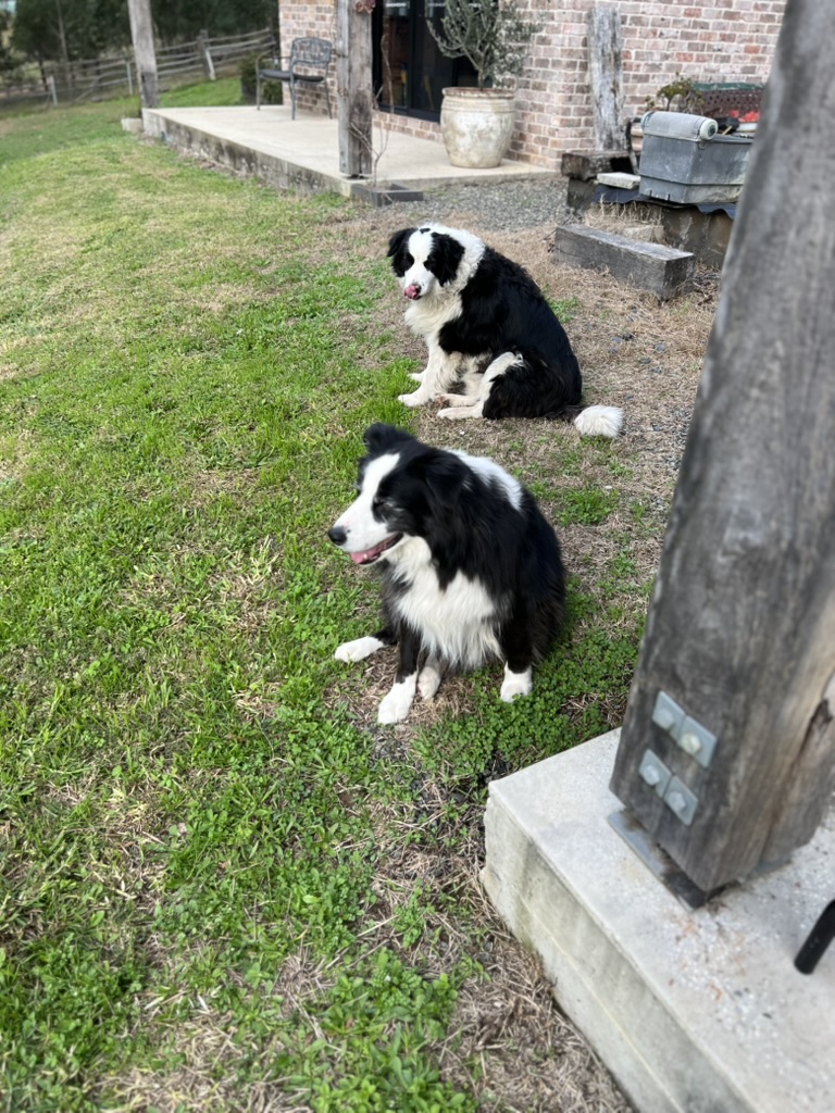 Pumba & Meeko