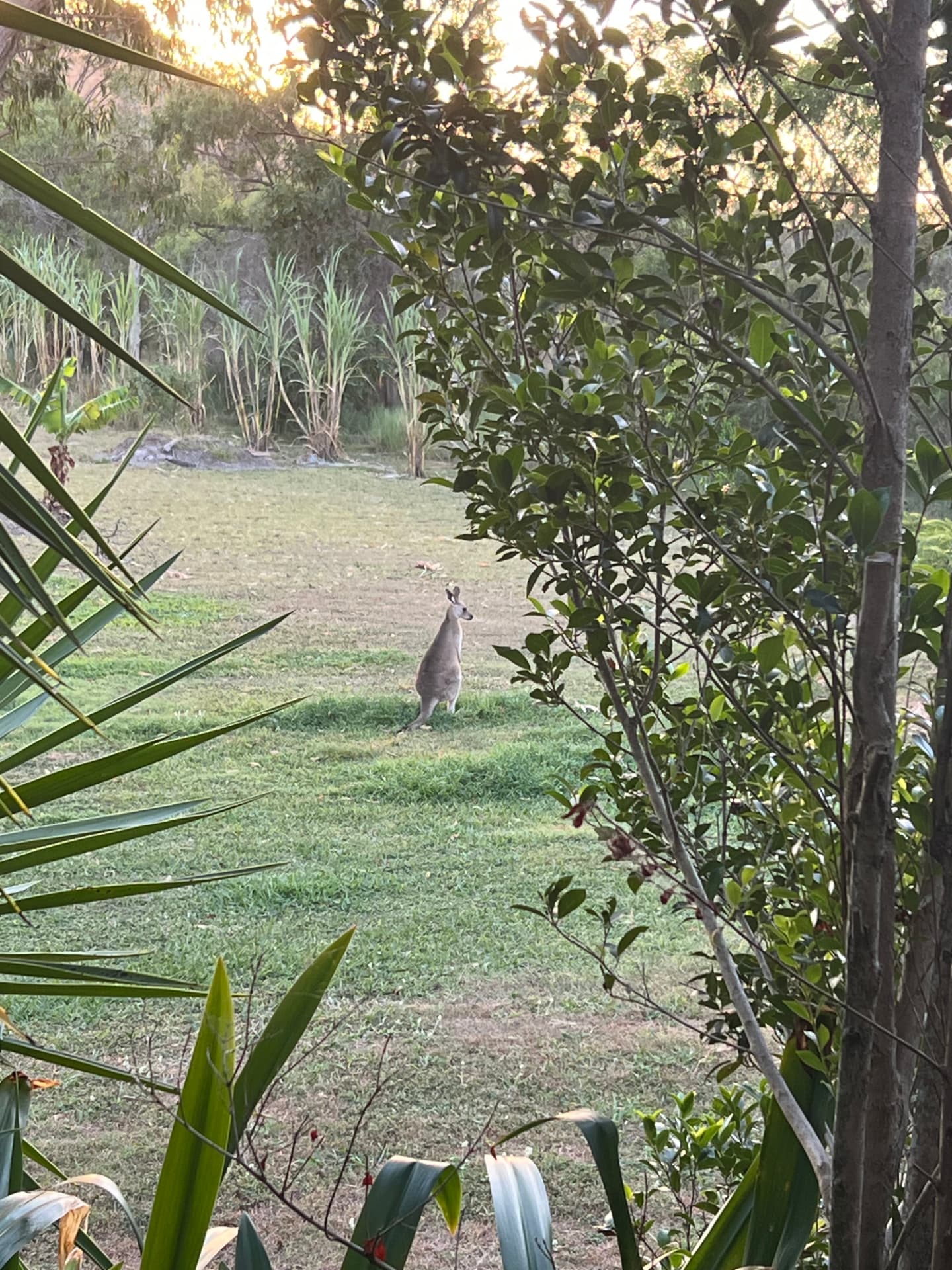 Känguru auf einer Wiese in Australien