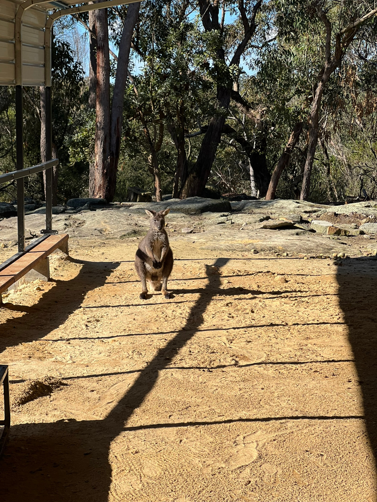 Wallaby vor einem Haus in Australien