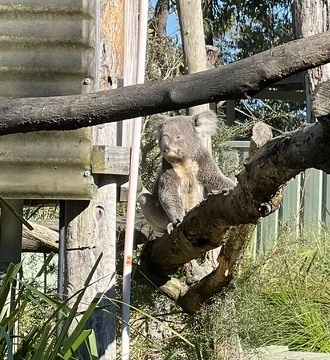 Foto aus Australien