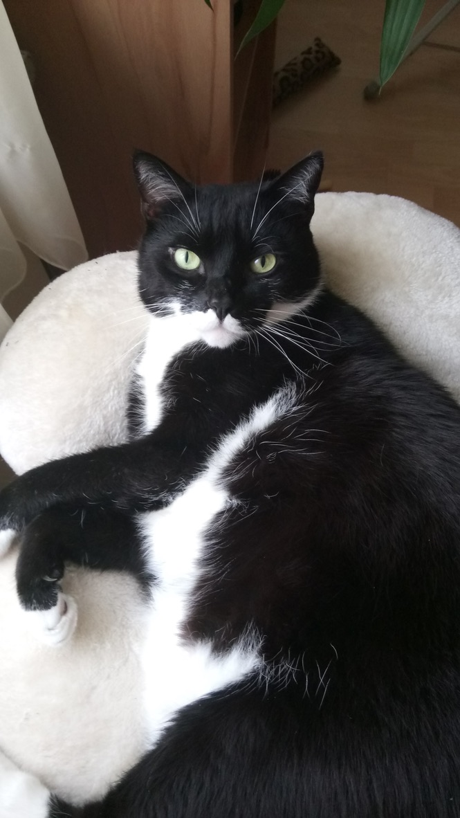 Schwarz-weißer Kater Socke liegt in seinem Körbchen