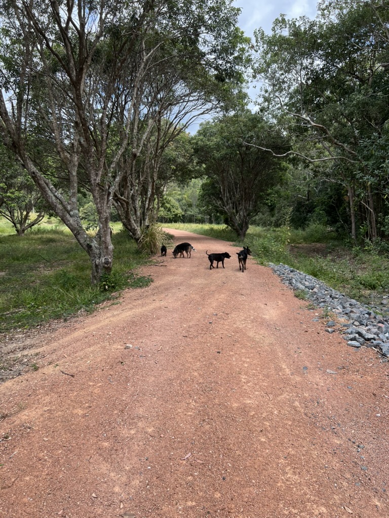 Unser erster Housesit auf einer Farm in Ingham, Australien